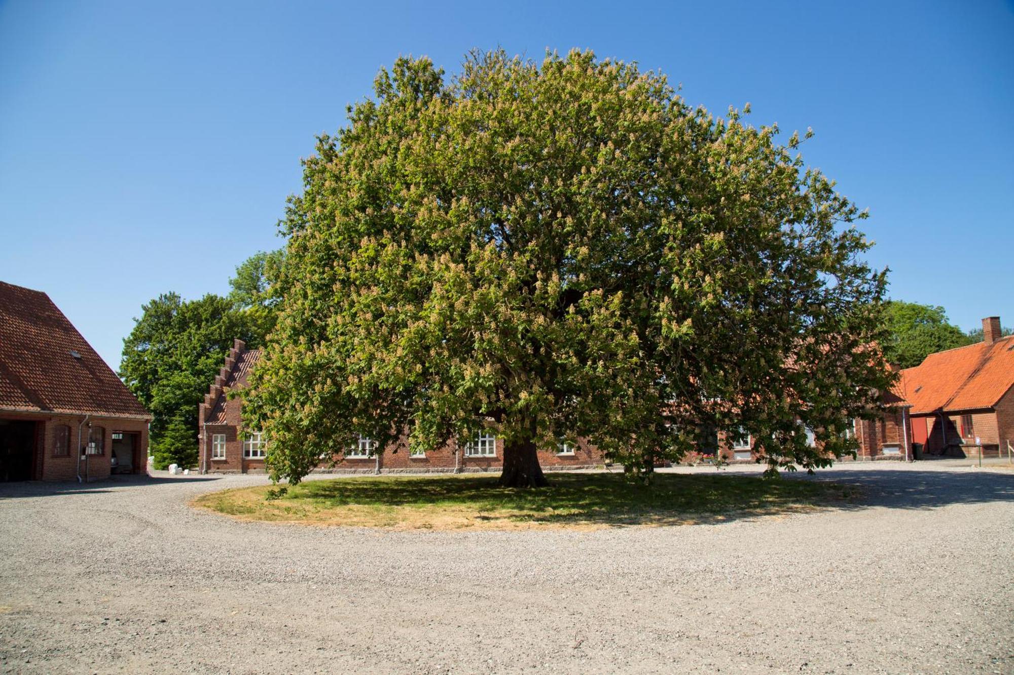 مبيت وإفطار Horreby Bellinge House المظهر الخارجي الصورة
